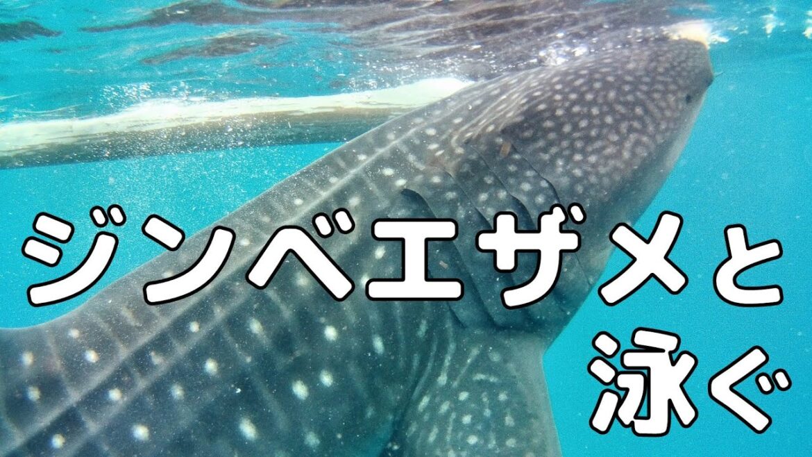 2023 GW フィリピン セブ ボホール島 旅行動画2 ジンベエザメツアー編