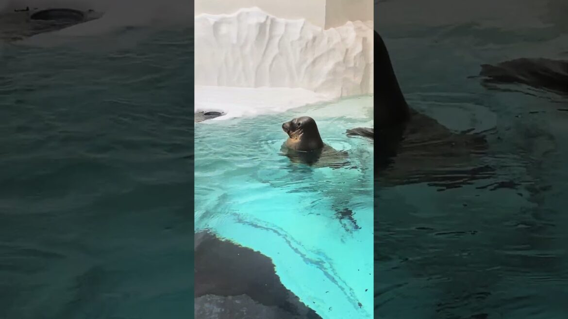 Spotted a Sleepy Seal in Osaka 🥹