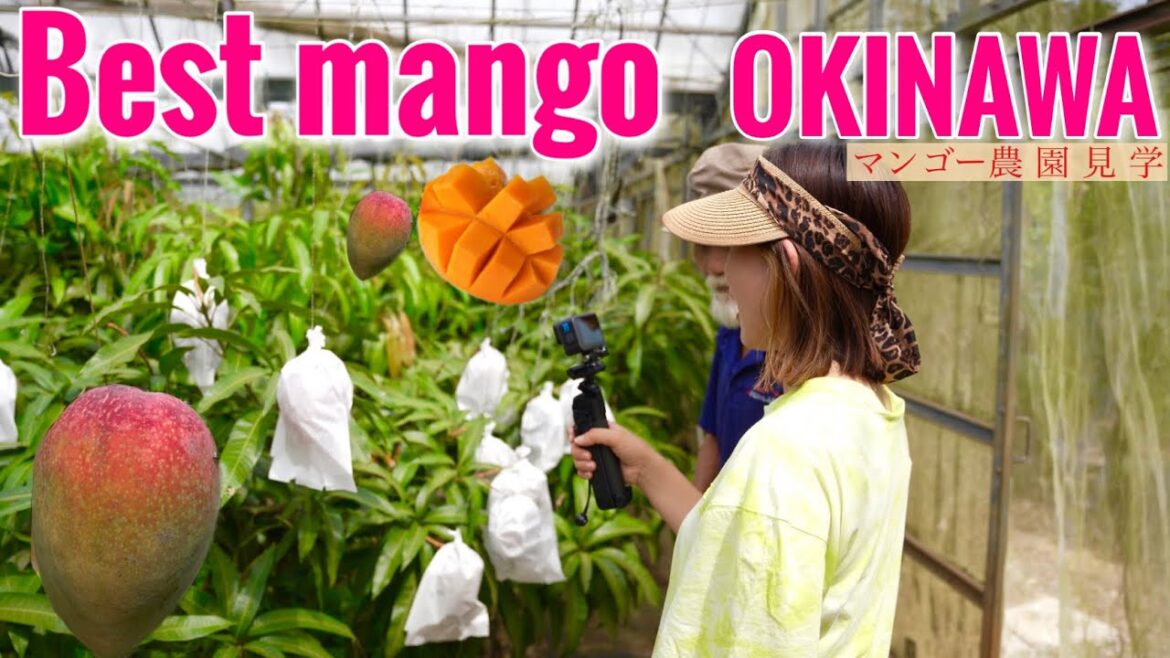 沖縄マンゴー農園見学🥭マンゴーへの情熱❤️‍🔥マンゴーの正しい切り方など教えていただいた日