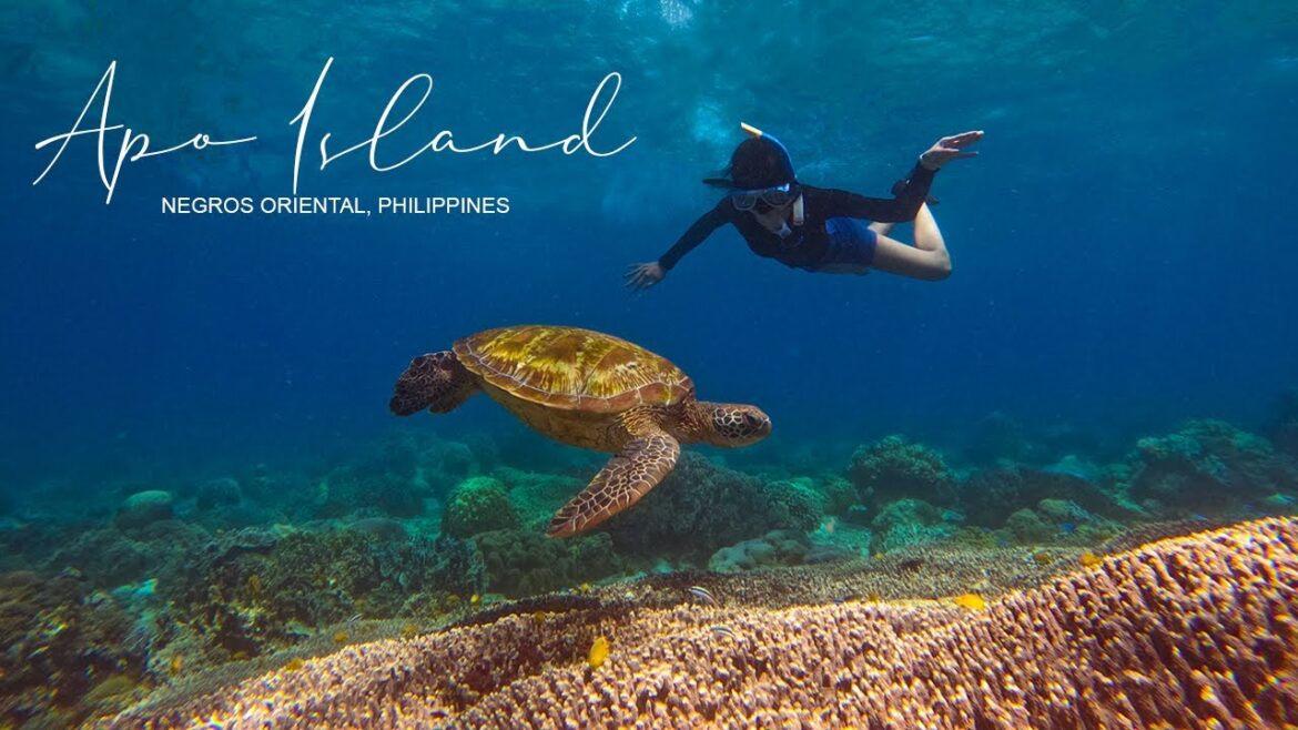 Snorkeling in Apo Island, Philippines: Swimming with the Sea Turtles! Snorkeling in Apo Island, Philippines: Swimming with the Sea Turtles!