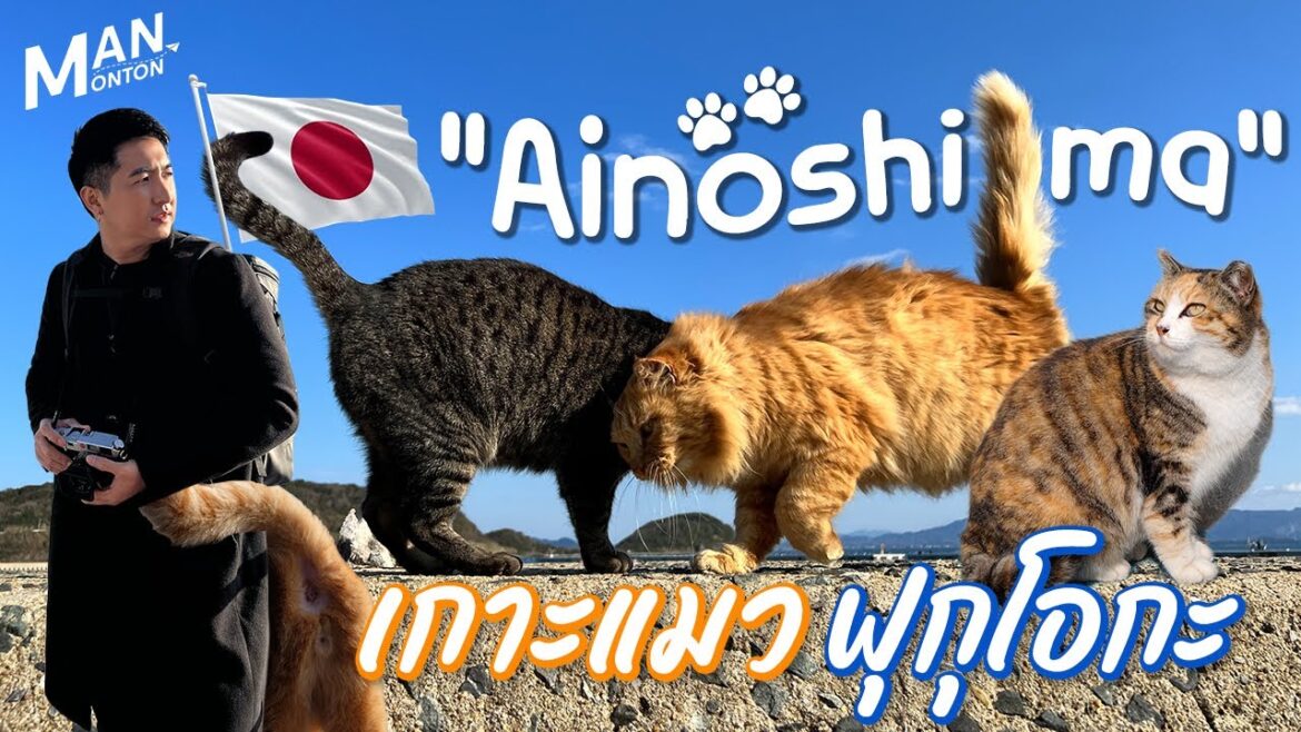 เกาะแมวแห่งฟุกุโอกะ "Ainoshima" ที่เที่ยวที่ทาสแมวห้ามพลาด | Outing MAN Aboard