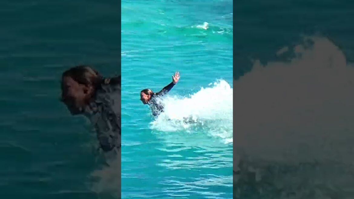 Trainer Foot Pushed by a Dolphin in Hawaii #shorts #travel #foot #pushed #dolphin