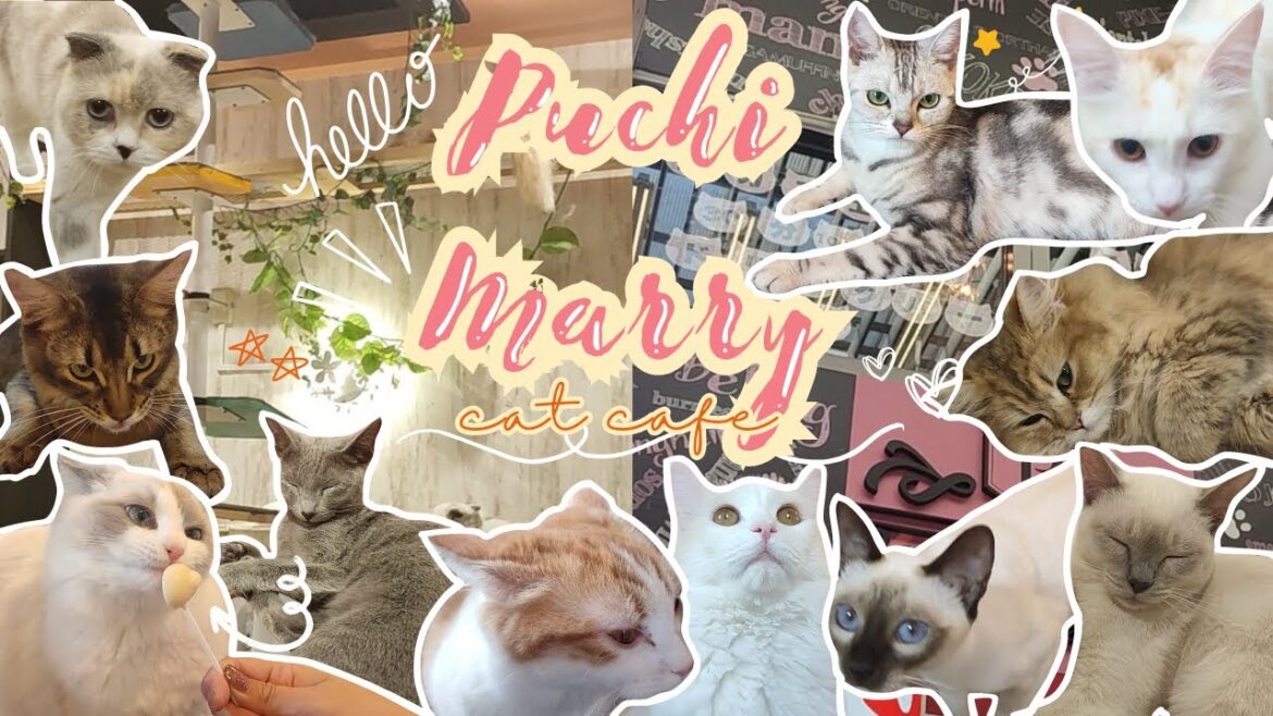 Japan Travel Vlog 13: Puchi Marry Cat Cafe in Osu, Nagoya, Japan
