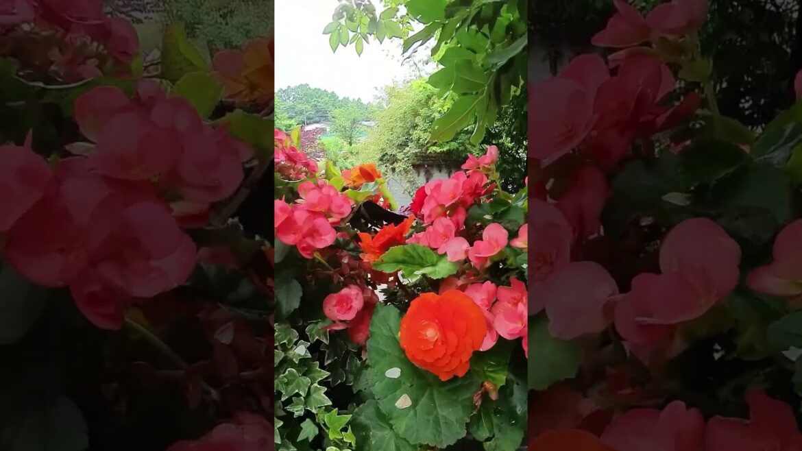 バラクラの21世紀ドームの近くの鉢植えを上から見る バラクラの21世紀ドームの近くの鉢植えを上から見る