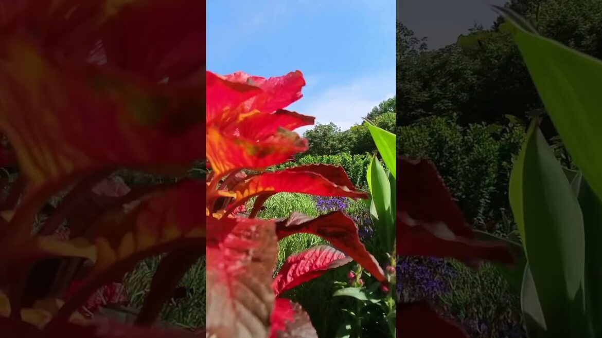 バラクラ カフェ・テラスの鉢植えに咲く花