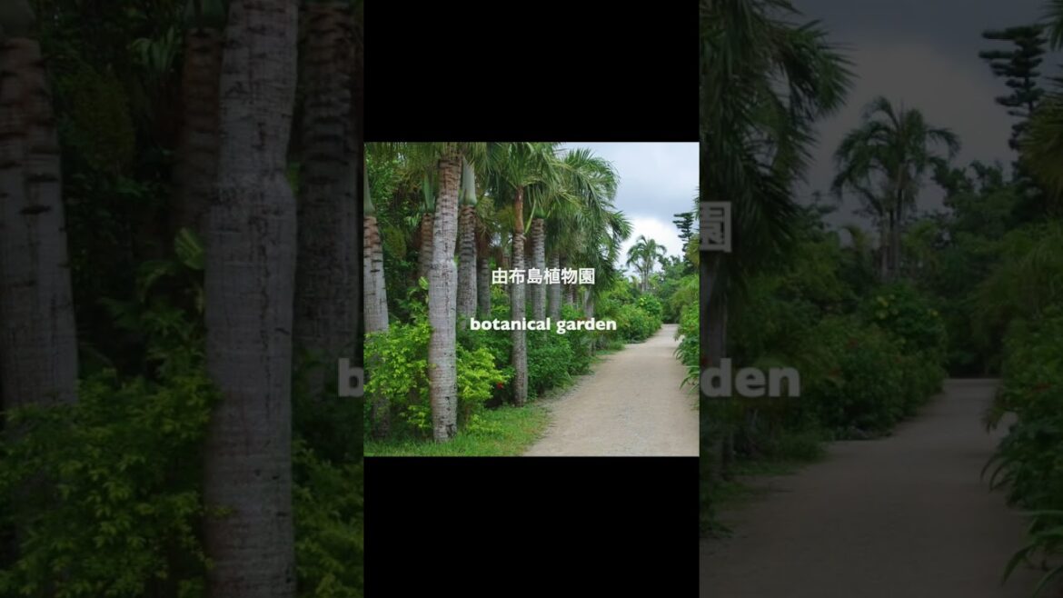 西表島/マングローブの森/油彩画と風景 views & painting iriomote island #shorts