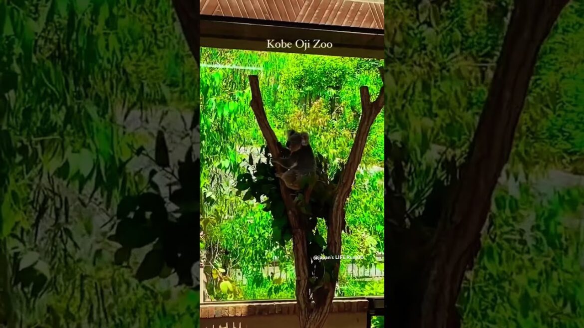 Zooooo #animals #zoo #kobe #shorts #japan