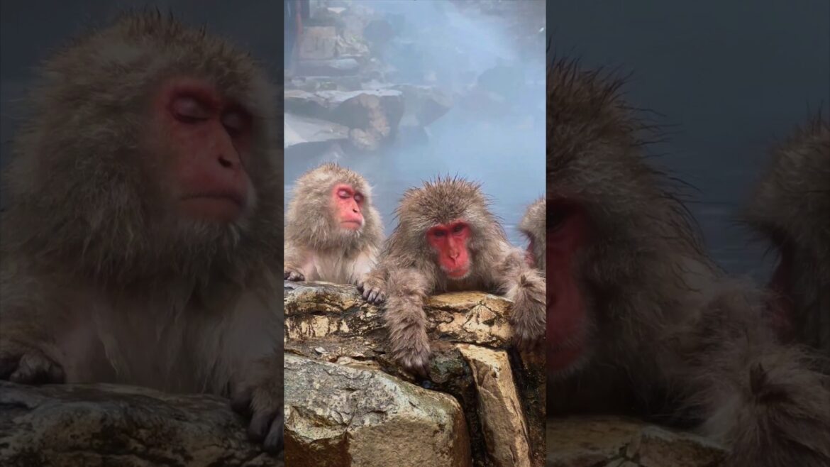 Would You Bath here??👀🇯🇵#shorts #japan #travel