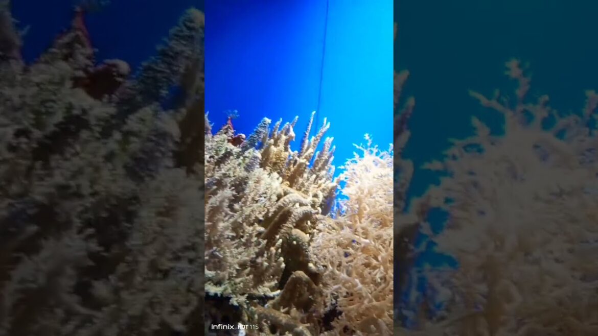 churaumi aquarium okinawa video 05 #churaumiaquarium #aquarium  #japan #okinawa #okinawatrip