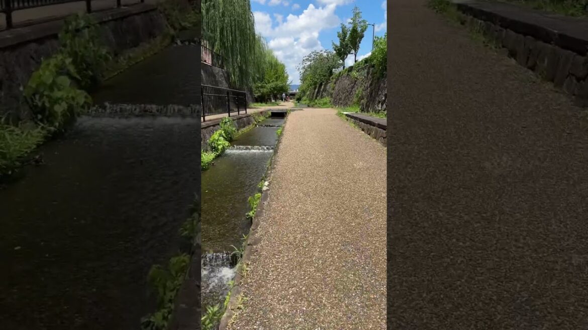 Kyoto Horikawa summer in Japan July 2023 #kyoto #japanwalk #walkingtour #walking #japanwalkingtour