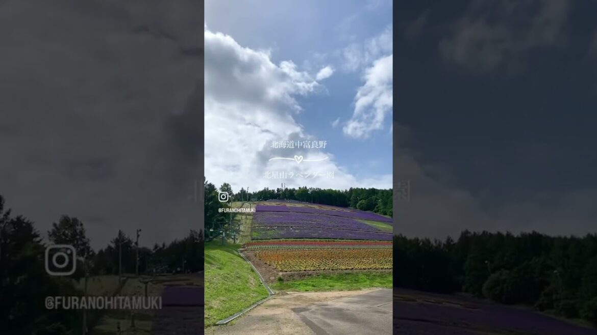 【富良野観光物語】中富良野町北星山ラベンダー園 #furano #hokkaido #北海道 #富良野 #travel #ラベンダー #夏休み #shorts