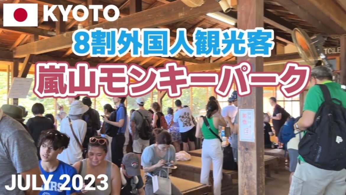 【京都】8割外国人観光客の嵐山モンキーパーク 野生のニホンザルに会えて大満足! Arashiyama Monkey Park, Kyoto, Japan 【京都】8割外国人観光客の嵐山モンキーパーク 野生のニホンザルに会えて大満足! Arashiyama Monkey Park, Kyoto, Japan