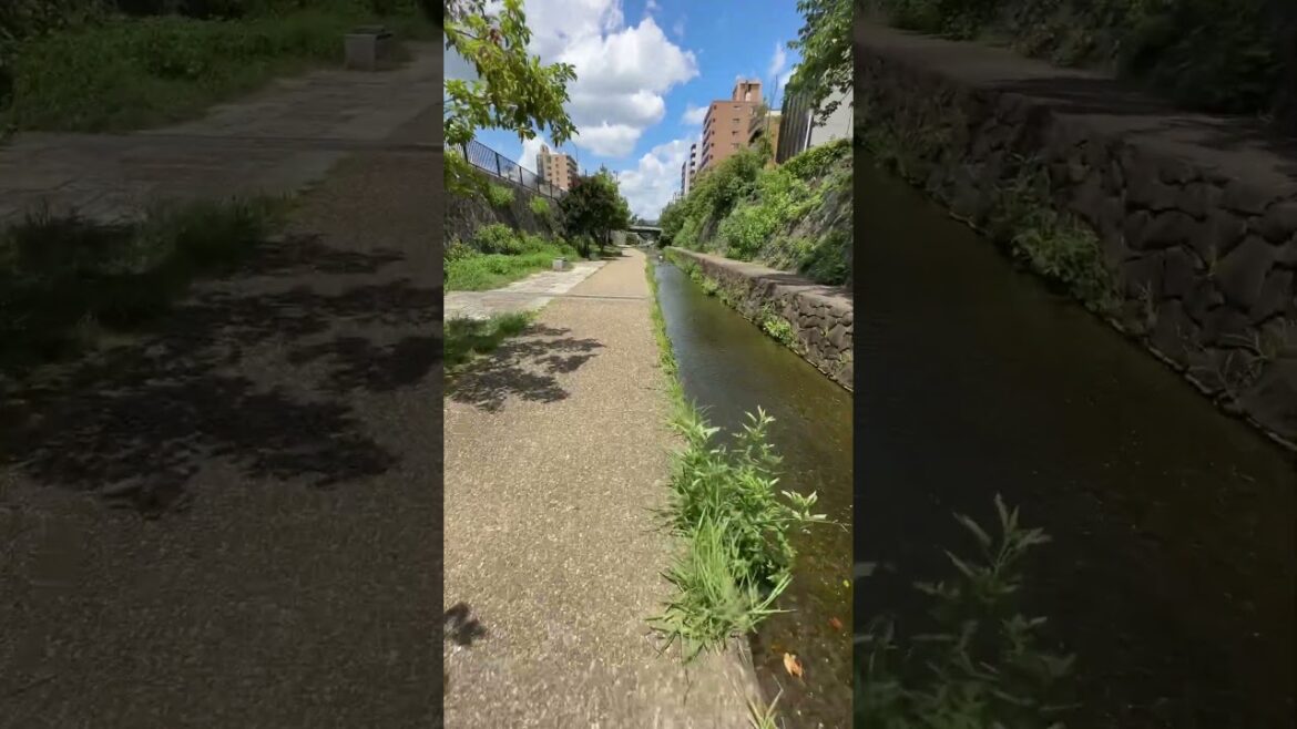 Kyoto Horikawa Summer in Japan July 2023 #kyoto #japanwalk #walkingtour #walking #japanwalkingtour