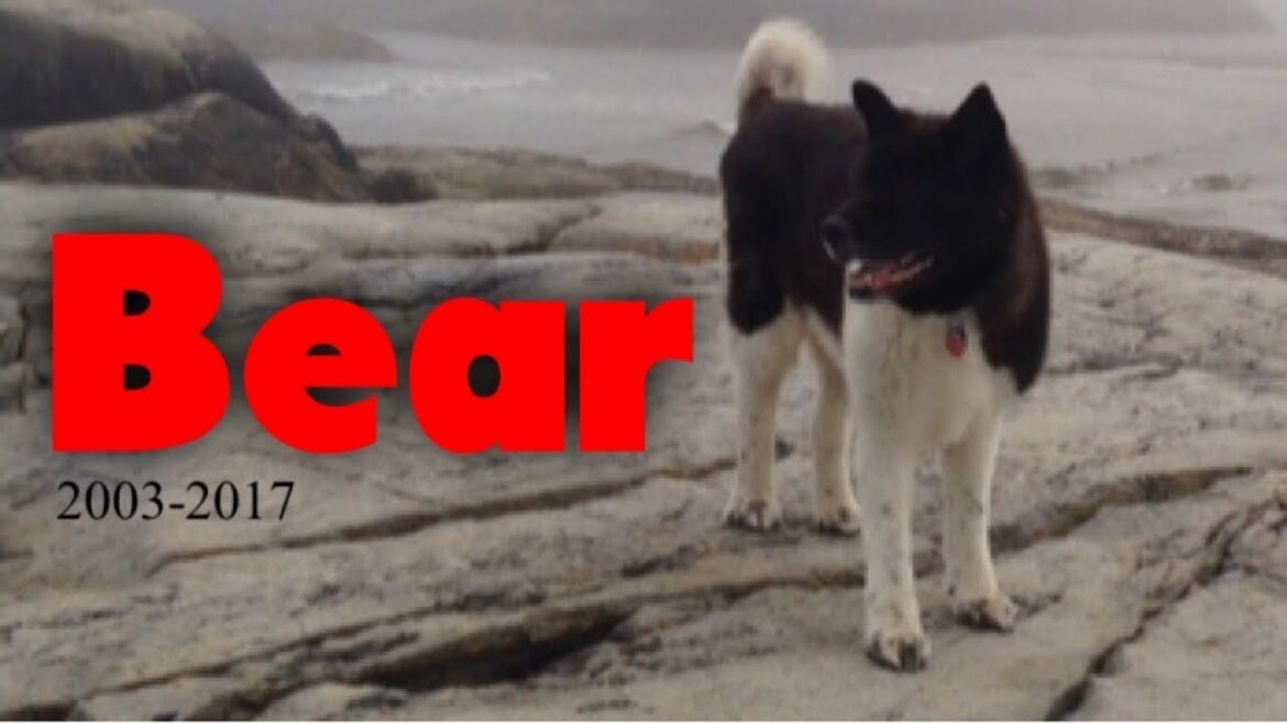 It’s Bear The Akitas Anniversary