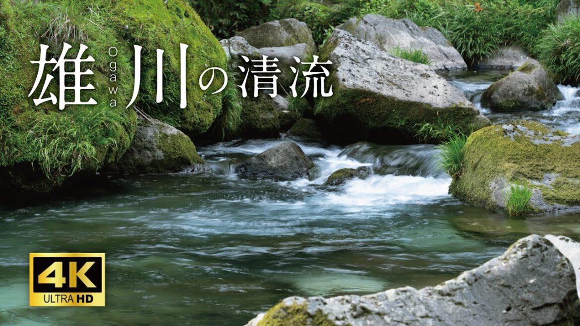 至極の美しさ!!雄川の清流のほとりとひぐらしの鳴き声3時間。【4K映像+自然環境音/ASMR】心身のリフレッシュ、疲れた心身の回復、眠れない夜や集中用BGMにどうぞ。 至極の美しさ!!雄川の清流のほとりとひぐらしの鳴き声3時間。【4K映像+自然環境音/ASMR】心身のリフレッシュ、疲れた心身の回復、眠れない夜や集中用BGMにどうぞ。