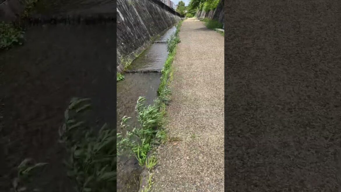 Kyoto Horikawa Summer in Japan July 2023 #kyoto #japanwalk #walkingtour #walking #japanwalkingtour
