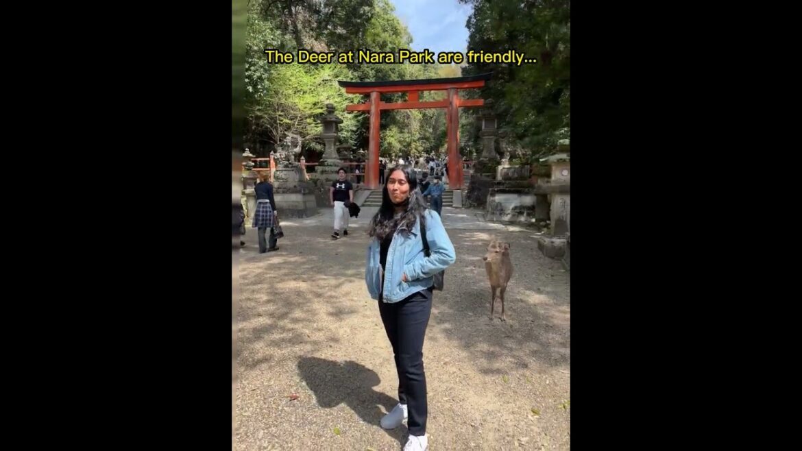 Enchanting Deer Feeding at NARA PARK, Japan | Deer Crackers | 2023
