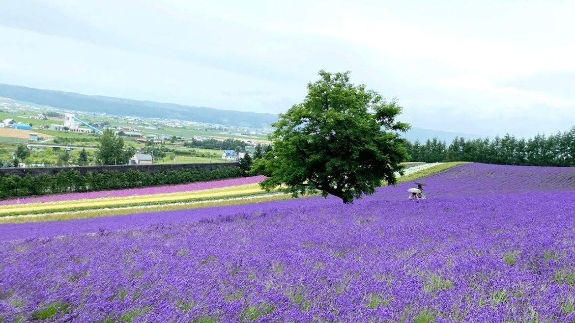Flowers at Farm Tomita in Nakafurano, Hokkaido, Japan – Lavender Field Flowers at Farm Tomita in Nakafurano, Hokkaido, Japan - Lavender Field