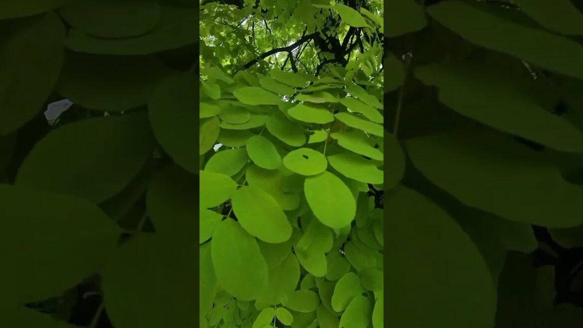 激近バージョン バラクラの中庭に立つ黄金アカシア 激近バージョン バラクラの中庭に立つ黄金アカシア