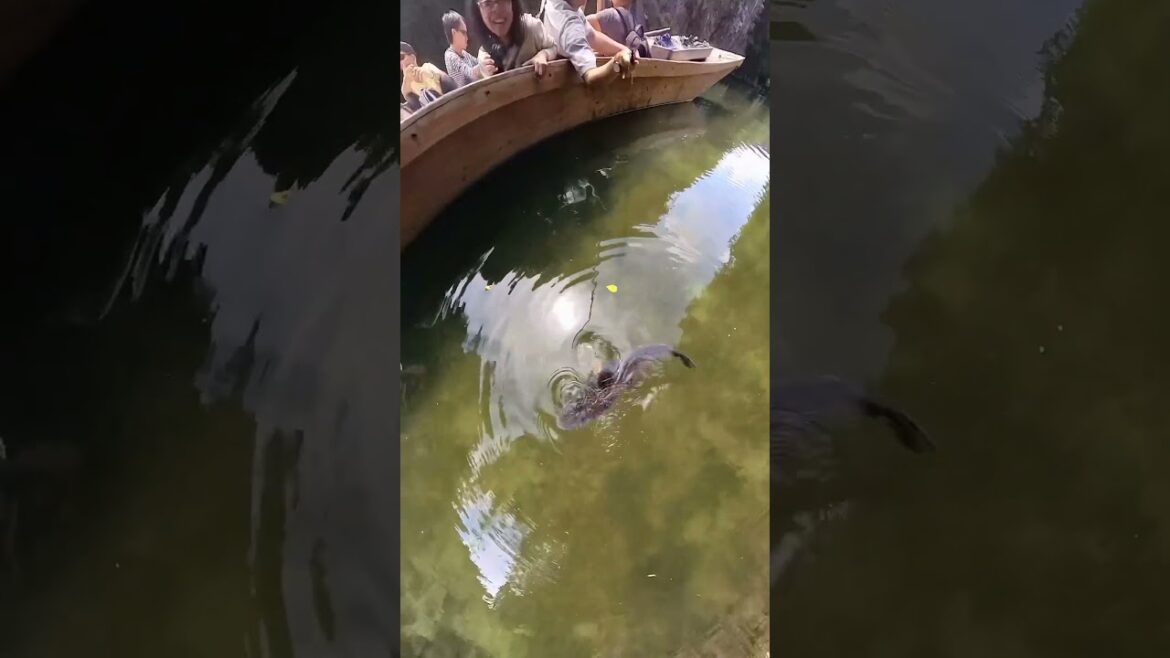 Geibikei Gorge #shorts Geibikei Gorge #shorts