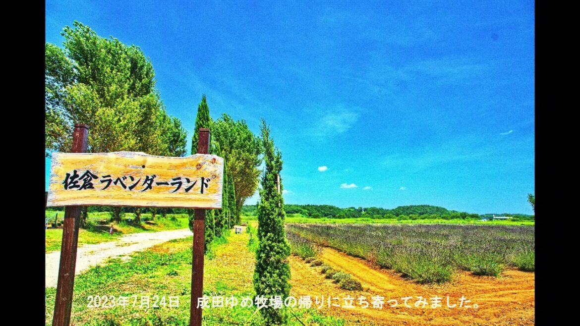 感激を求めて　佐倉ラベンダーランド　7月7日(7月24日)　千葉県 佐倉市