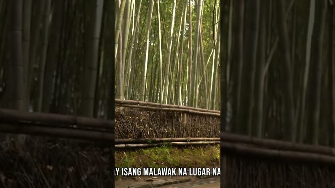 Quick fact tungkol sa Arashiyama Bamboo Groove. #japan #kyoto #travel #explore #outdoors #forest