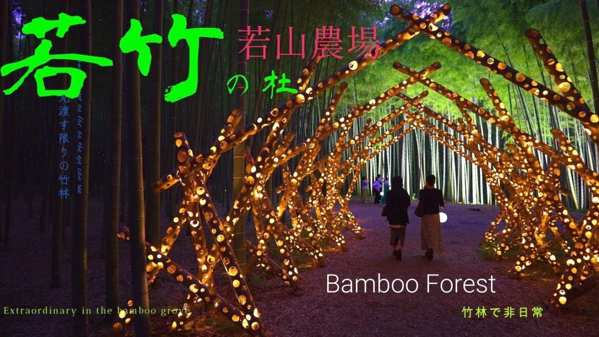 栃木「若竹の杜 若山農場」見渡す限りの圧巻の竹林 Tochigi "Wakatake no Mori Wakayama Farm" bamboo forest