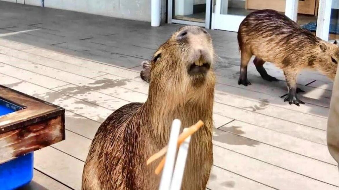 Interacting with Capybaras at a Stunning Terrace View!