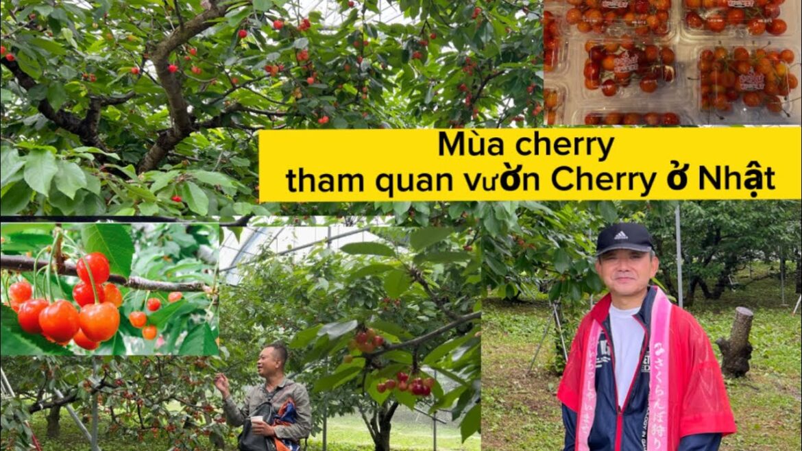 Tour du lịch Nhật Bản Mùa Cherry Tham Quan Vườn Cherry ở Nhật #dulichnhatban #tourdulichnhatban