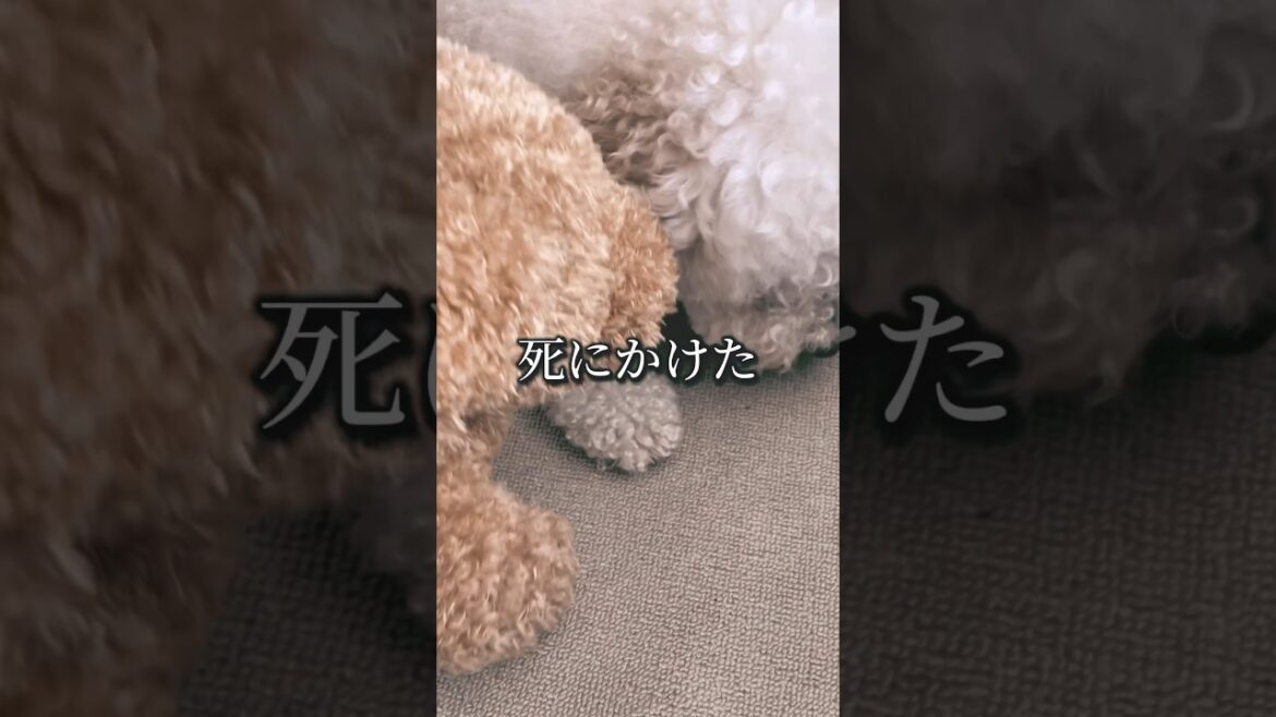 閲覧注意｜ゲームセンターの犬「友だちが出来たと思ったら死にかけた」親友に首を噛みつかれて…… #shorts