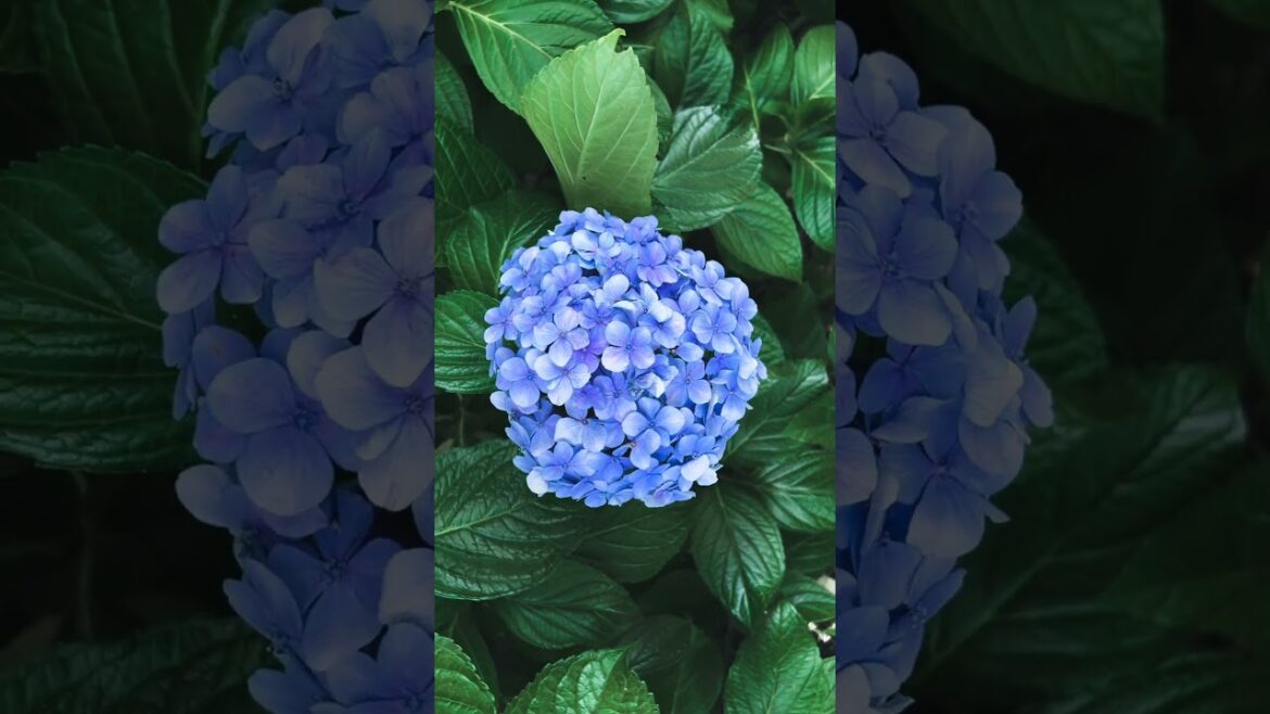 Blue Hydrangea Flowers, Tokyo, Japan