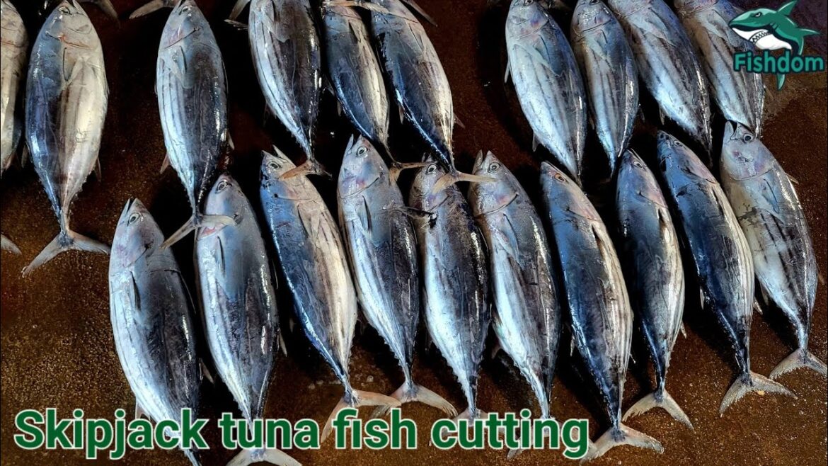 Superrr π² ! Skipjack tuna fish cutting and chopping skills in Sri Lanka π±π° by Expert fish cutter Superrr π² ! Skipjack tuna fish cutting and chopping skills in Sri Lanka π±π° by Expert fish cutter