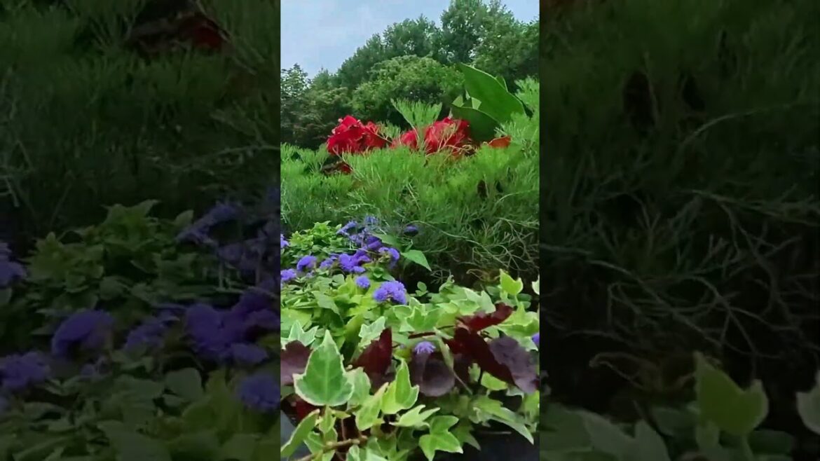 バラクラカフェテラスの寄せ植えガーデン バラクラカフェテラスの寄せ植えガーデン