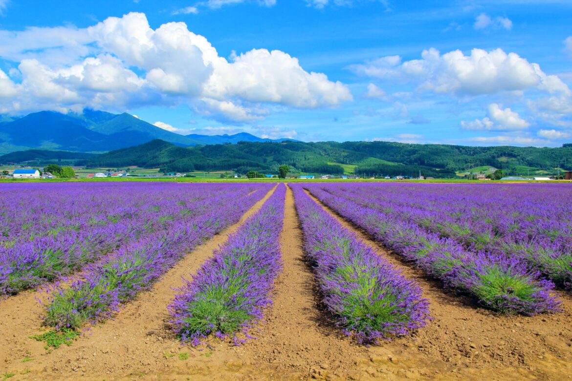 Lavender fields of Furano, three years ago today (Hokkaido)