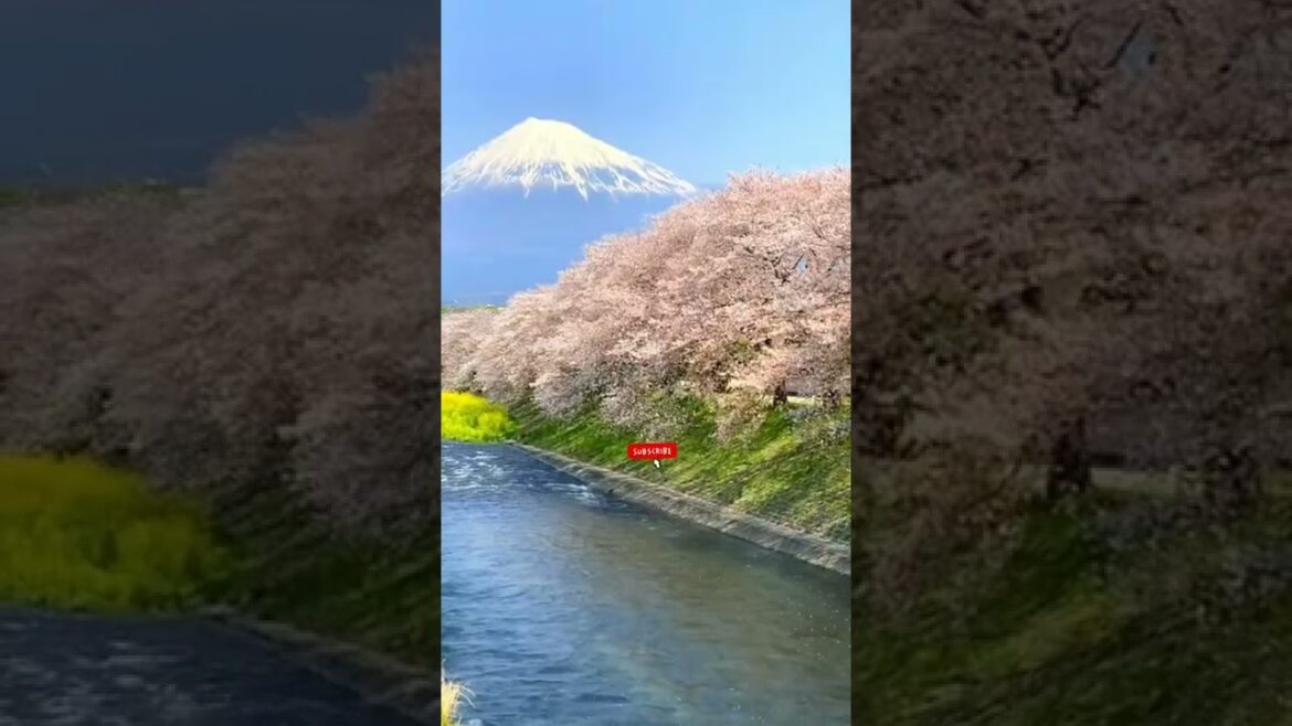 Cherry blossoms, canola flowers and Mt.Fuji🌸🌼 at Ryuganbuchi in Shizuoka prefecture🇯🇵#shorts #viral