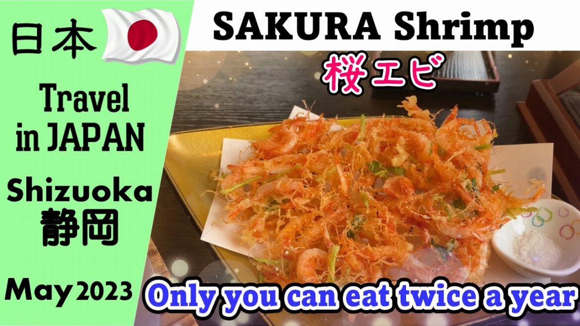 静岡 春の風物詩 桜エビを食べよう 4K -245