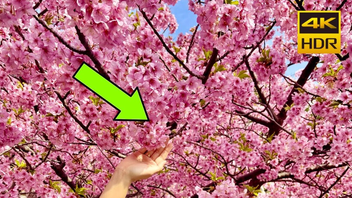 10 Best Cherry Blossom Sakura Spots in Japan - Tokyo, Yamanashi! [4K] (CC)