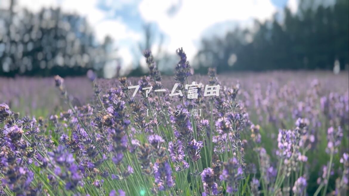 北海道巡り【富良野ファーム富田】Japan Hokkaido Furano Farm Tomita by iphone 14pro