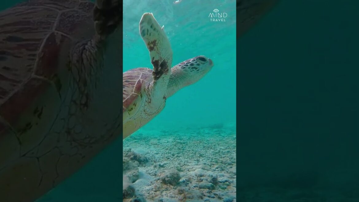 🗾 OKINAWA, Japan's tropical paradise - #tropicalbeach