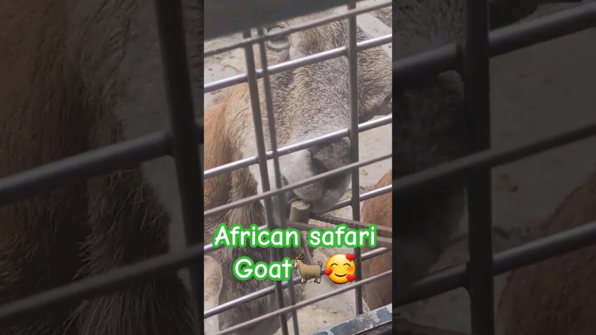 [African safari] goats in fukuoka, japan #animal #shorts #healing