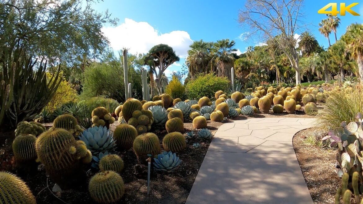 Huntington Library Walking Tour - RARE SoCal Rain - Cactus | Japanese | Chinese Gardens [4K]