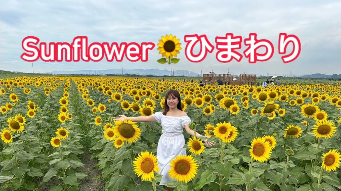 笠岡ベイファームKasaoka Bay Farm Flower Garden Okayama  /where one million sunflowers bloom in summer