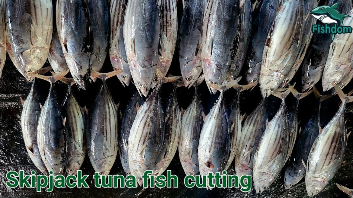 Stunning π² ! Village fish market Skipjack tuna fish cutting and chopping skills Expert fish cutter Stunning π² ! Village fish market Skipjack tuna fish cutting and chopping skills Expert fish cutter