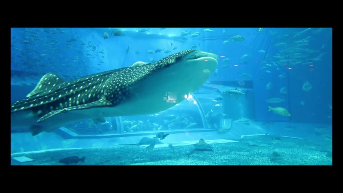 Okinawa Aquarium Okinawa Aquarium