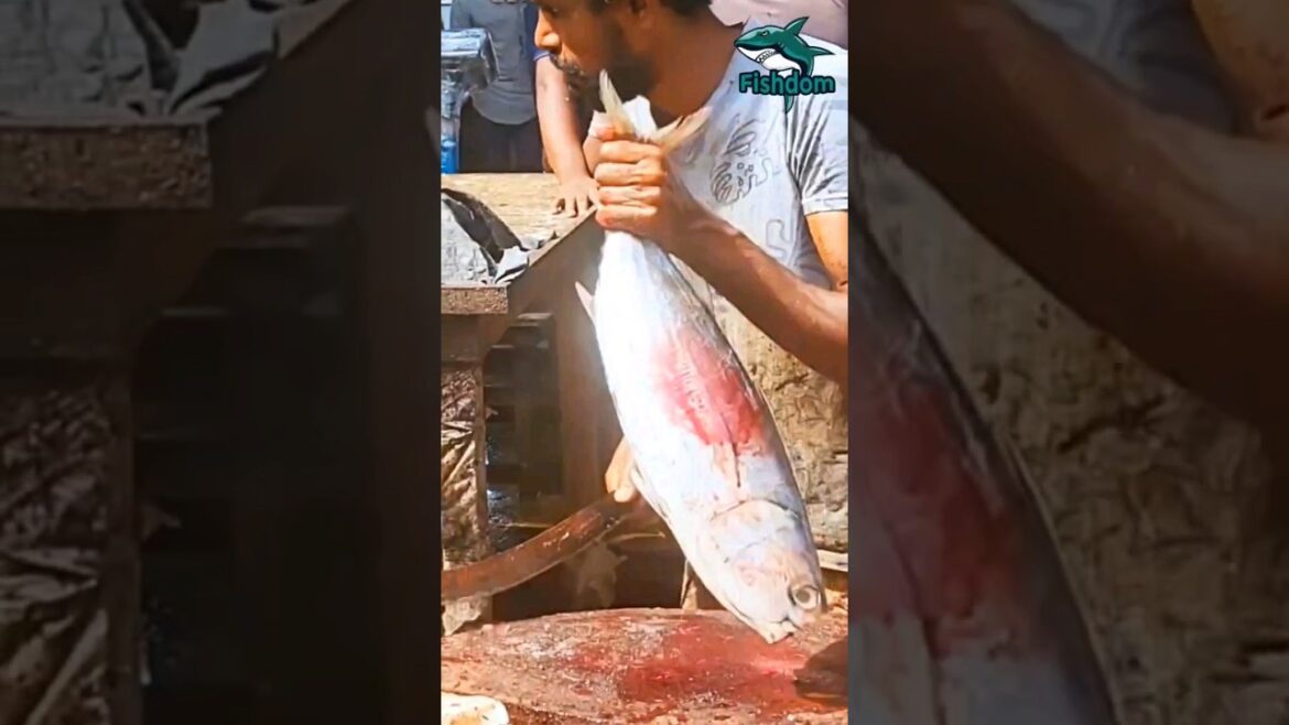 Wowww 😲! Skipjack tuna fish cutting #skipjack #skipjacktuna #tuna #tunafish #tunafish #tunafishing
