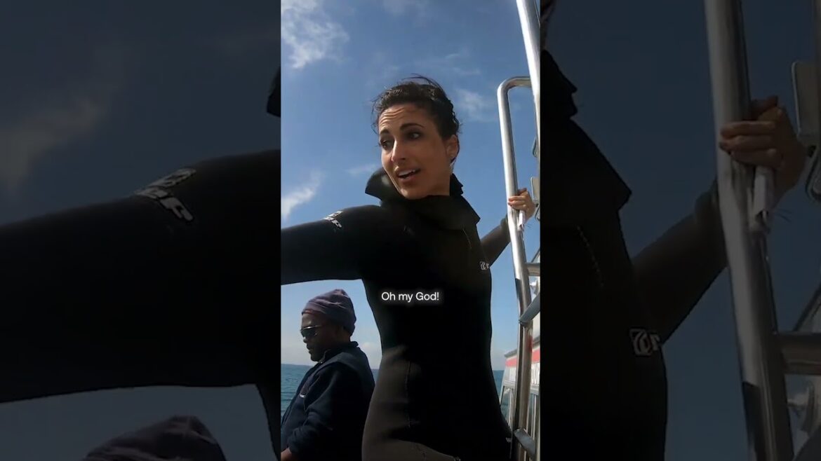 Swimming With SHARKS Swimming With SHARKS