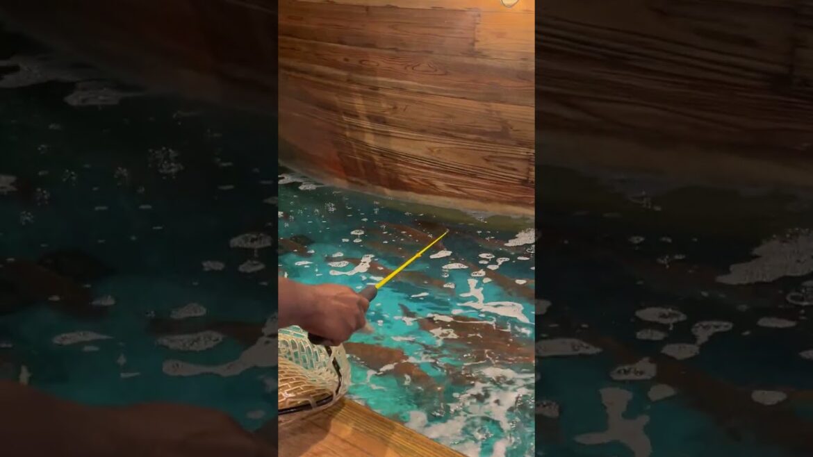 TidalFriction Japan Trip (Osaka)