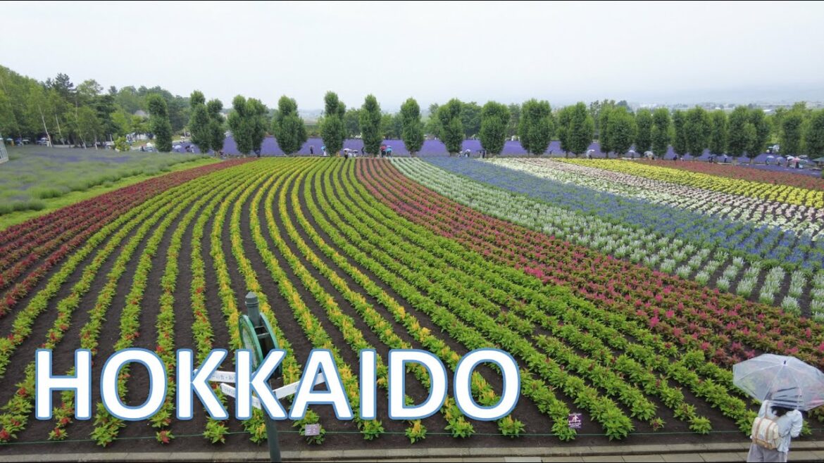 Walk and Talk in Flower Farm in Biei and Beautiful Park in Sapporo, Japan