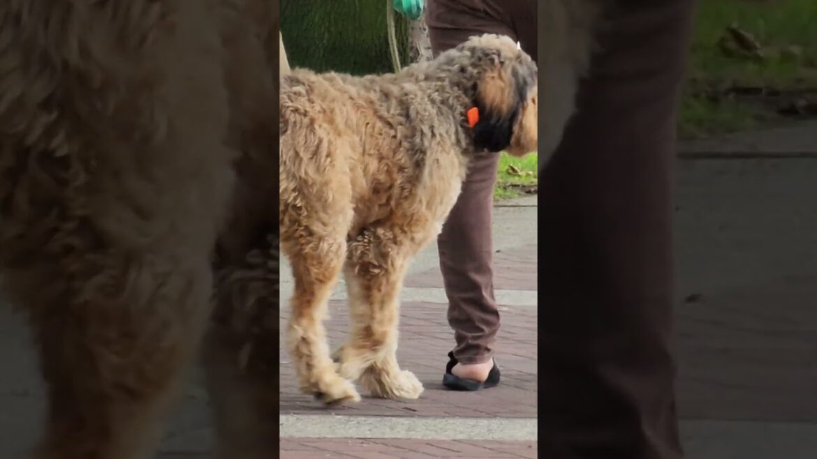 BRIARD LOOKING FOR HUSKY AND AKITA