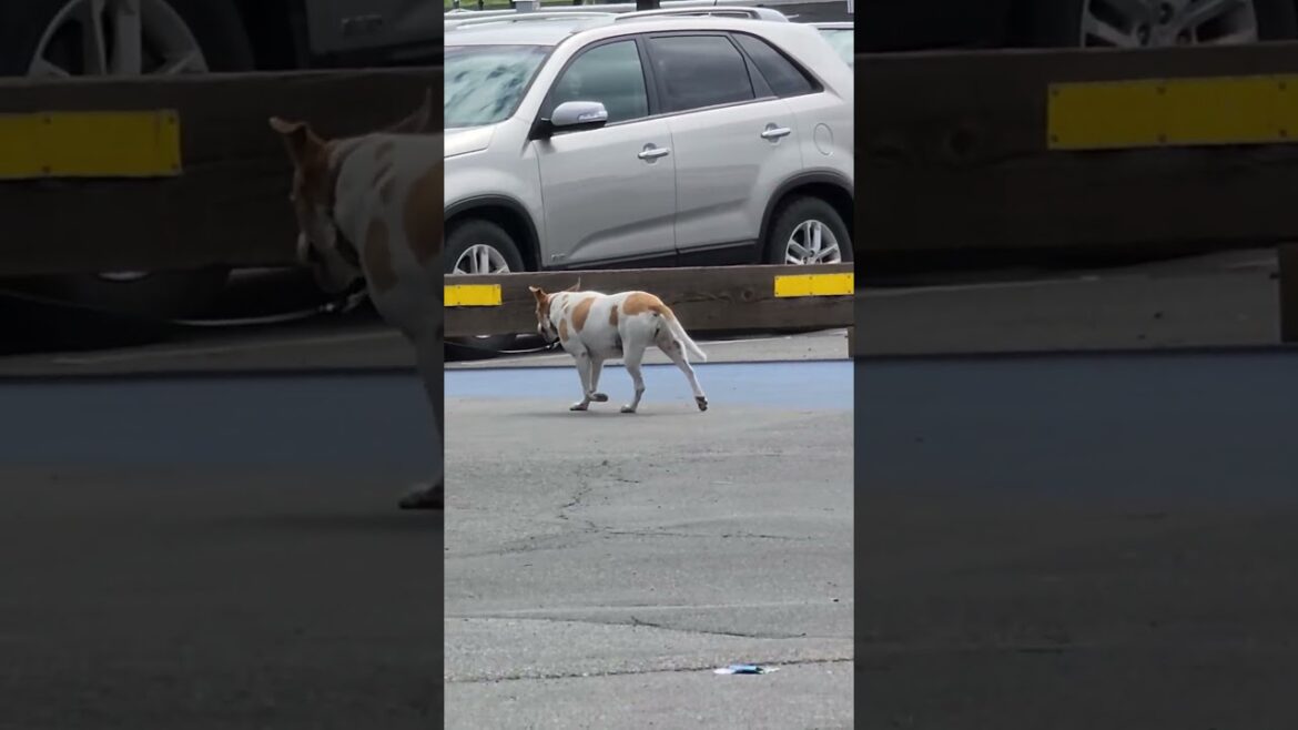 AKITA GOING FOR PIZZA